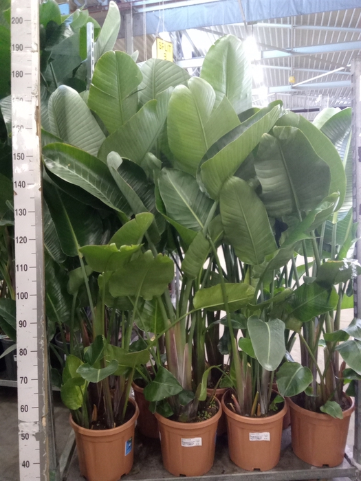 <h4>Strelitzia nicolai</h4>