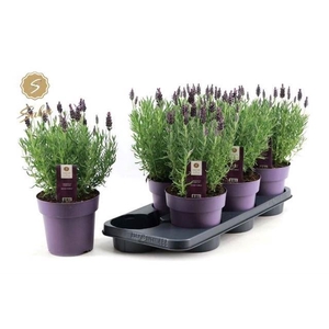 Lavandula stoec. 'Anouk'