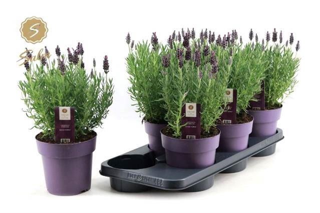 <h4>Lavandula stoec. 'Anouk'</h4>