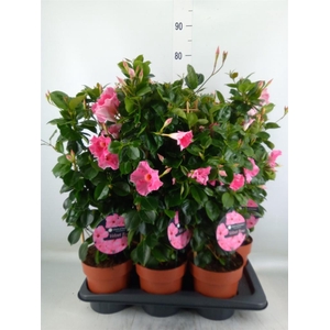 Mandevilla sand. 'QoSum Velvet Ros'