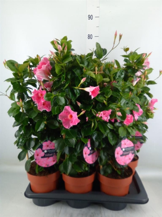 <h4>Mandevilla sand. 'QoSum Velvet Ros'</h4>