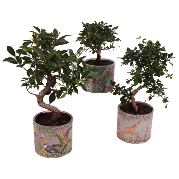 <h4>Bonsai Indoor Mix Ø12cm Mix B/S Shape in Ø13cm Ceramic BY561</h4>