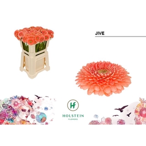 Germini Pomponi Jive Water