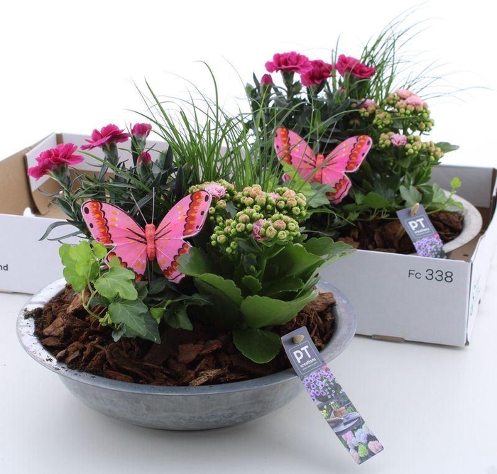 <h4>ARR TUINPLANTEN</h4>