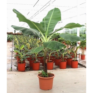 Musa 'Dwarf Cavendish'