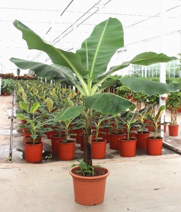 <h4>Musa 'Dwarf Cavendish'</h4>