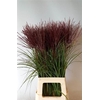 Miscanthus Rotfede