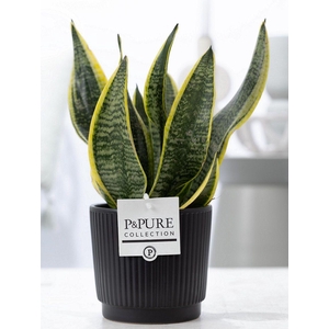 Sansevieria Trif. 
