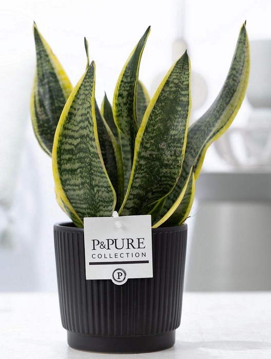 <h4>Sansevieria Trif. "Futura Superba" P&PURE in Liv cer. matt black</h4>