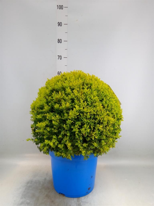 <h4>Buxus semp.   ...</h4>