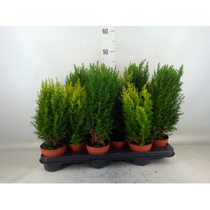 Conifers   ...mix