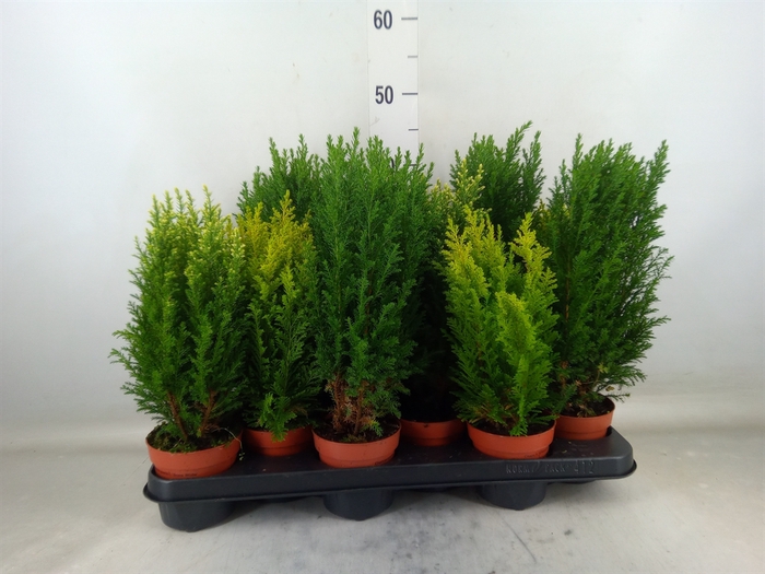<h4>Conifers   ...mix</h4>