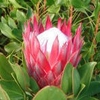 Protea Madiba