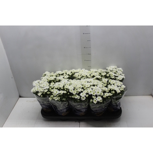 CRISANTEMO MINI P11 BRANCO