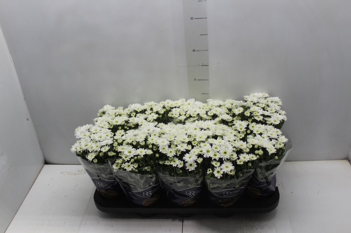 <h4>CRISANTEMO MINI P11 BRANCO</h4>