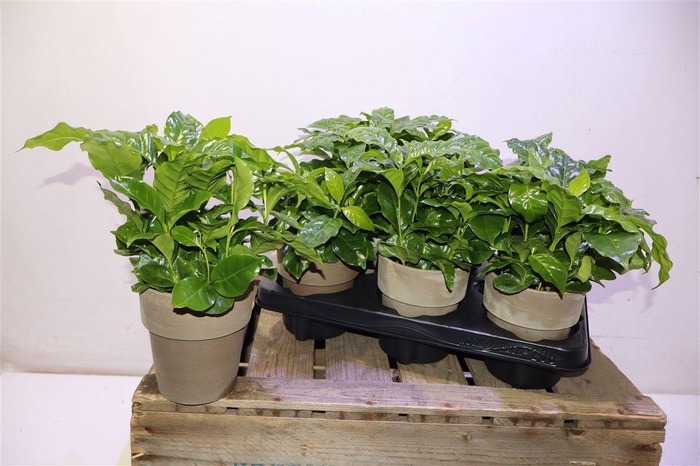 <h4>Arr Coffea Arabica In Terra Potje</h4>