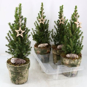 ARR PICEA GL PERFECTA OLD TERRACOTTA