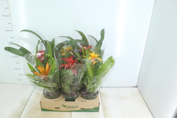 <h4>GUZMANIA VARIADA P12</h4>