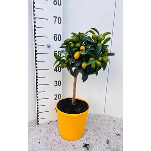 Citrus Kumquat Nagami on stem