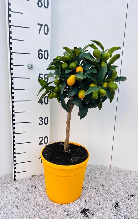 <h4>Citrus Kumquat Nagami on stem</h4>