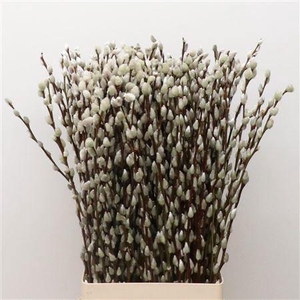 SALIX CA SNOW FLAKE