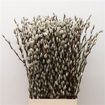 <h4>SALIX CA SNOW FLAKE</h4>