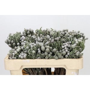 KAAPS GROEN SILVER BRUNIA