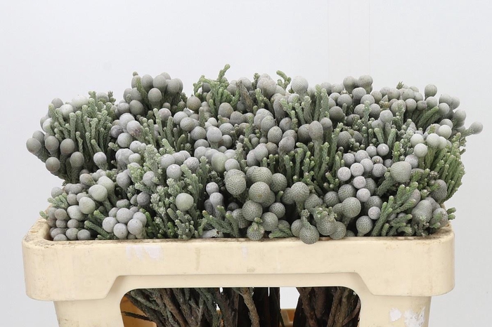 <h4>KAAPS GROEN SILVER BRUNIA</h4>
