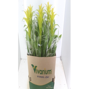 GUZMANIA AMARELA P14