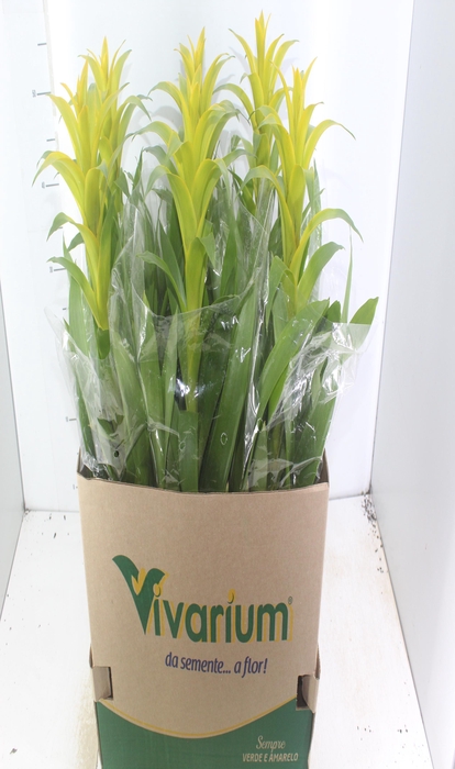 <h4>GUZMANIA AMARELA P14</h4>