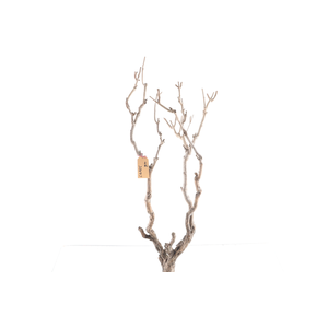 Syringa Branch Extra Coppens