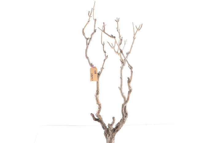 <h4>Syringa Branch Extra Coppens</h4>
