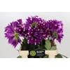 Dahlia England's Glory