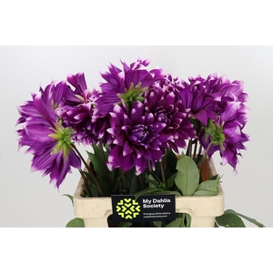 Dahlia England's Glory