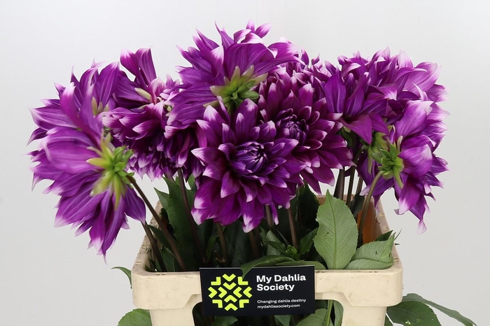 <h4>Dahlia England's Glory</h4>