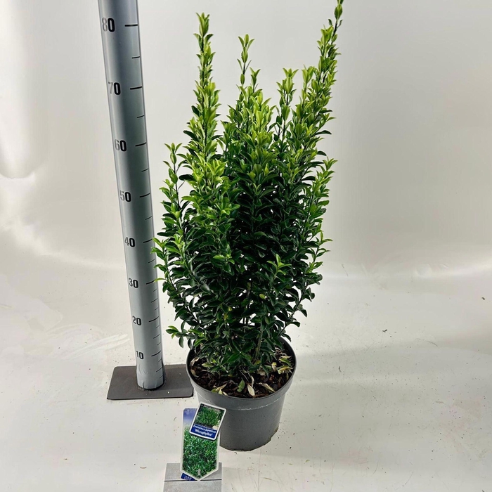 Euonymus japonicus Microphyllus