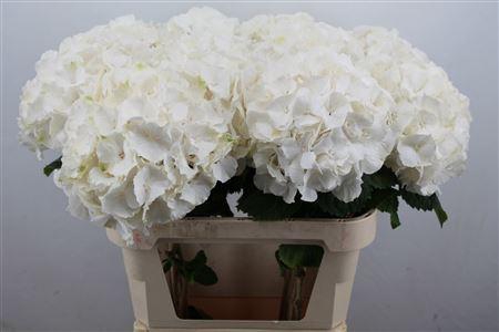 <h4>Hydr M Ch Whi Verena</h4>