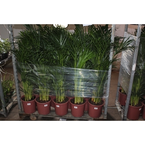 ARECA BAMBU P24