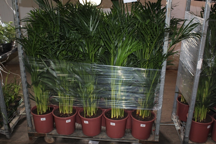 ARECA BAMBU P24