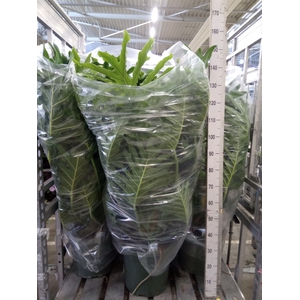 Philodendron   ...