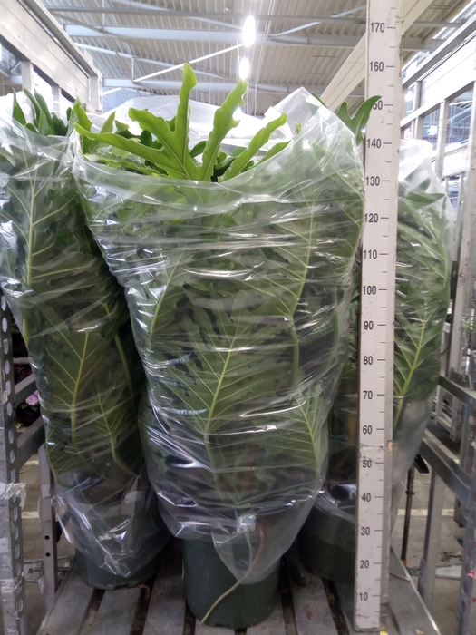 <h4>Philodendron   ...</h4>