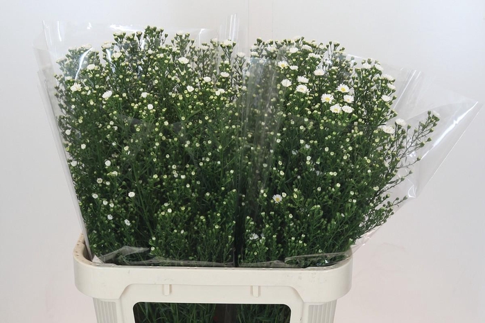 <h4>Aster Paquita</h4>