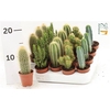 Cactus Gem