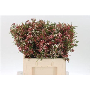 Chamelauc My Sweet 16