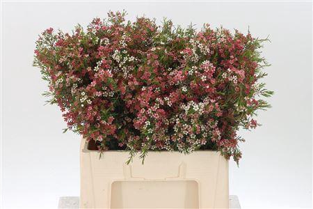 <h4>Chamelauc My Sweet 16</h4>