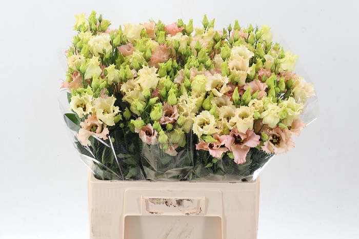 <h4>Eus E Falda Apricot</h4>