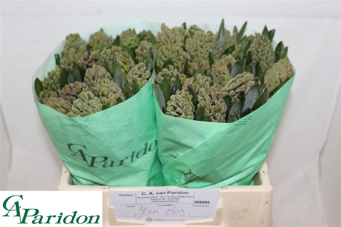 <h4>Hyac Jan Bos</h4>