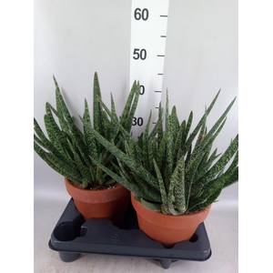 Gasteria carinata var. verrucosa
