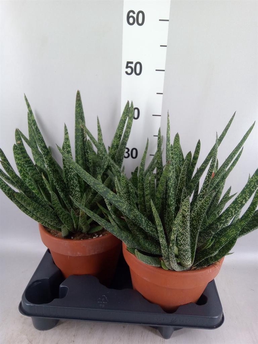 <h4>Gasteria carinata var. verrucosa</h4>