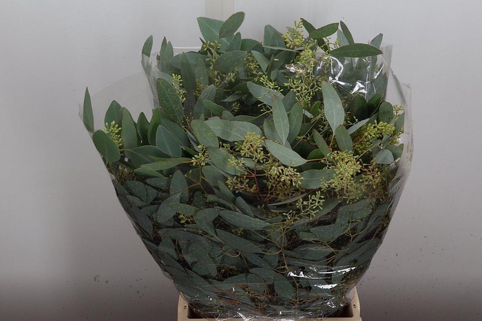 <h4>Euca Populus Bes Kort 150 Gr</h4>